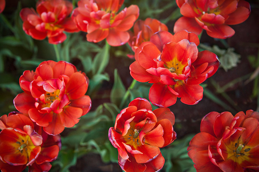 Canadian Tulip Festival 7